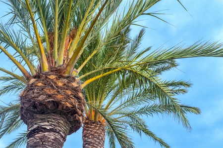 Spanish palm tree on blue sky background.の写真素材