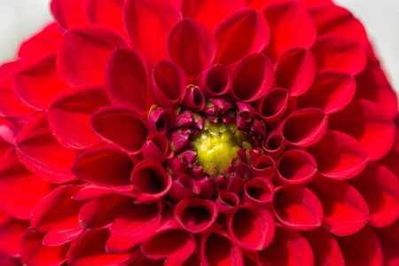Red chrysanthemum flower close up macro photoの写真素材