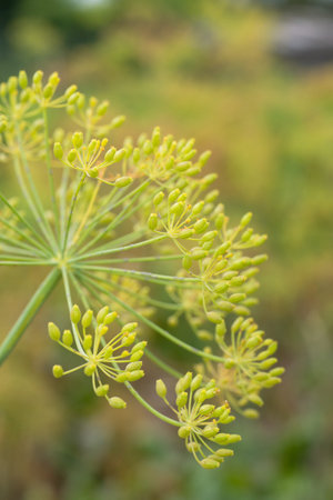 Flower dill spices growing in the garden in summer