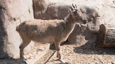 Markhor on a rock in the zoo area.の写真素材