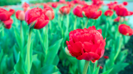 red Tulip on a spring day in a flower bed.