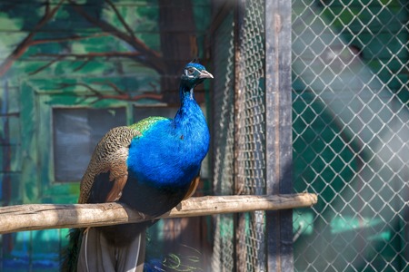 Peacock with blue feathers in the spring sun.の写真素材