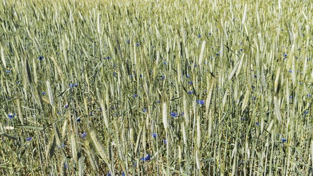 young shoots of wheat on a green field.の写真素材