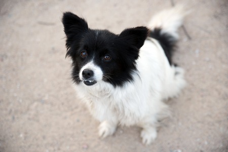 cute little friendly street dog looking at the camera.の写真素材