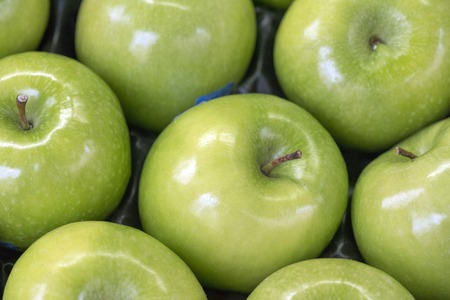 ripe green fresh juicy apples for backgroundの写真素材