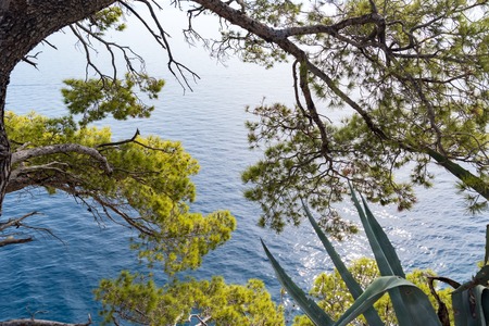 blue sea and green pine trees on the Adriatic coast in Croatia.の写真素材
