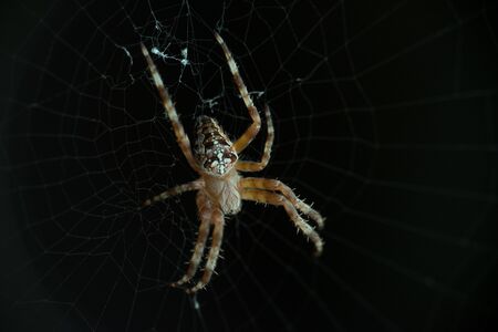 Macro, close-up of a spider web on a dark backgroundの写真素材