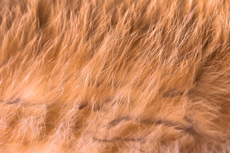 texture of red striped fur of a young cat