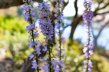Purple flowers of Hyssopus officinalis (Hyssop) close upの写真素材