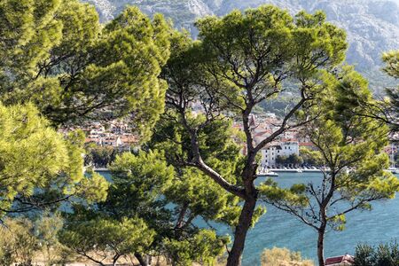 View of the city of Makarska through green pine trees. Croatiaの写真素材
