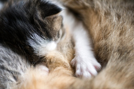 A feral cat feeds the kittens. Little two-week kittens suck milk.