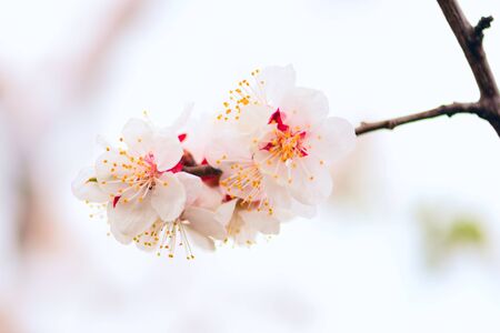 Macro photo of white cherry flowers in April.の写真素材