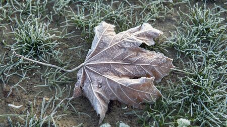 Frozen Leave background. first frost in the city Park.の写真素材