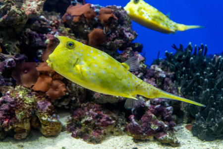 Longhorn cowfish. yellow fish on coral background
