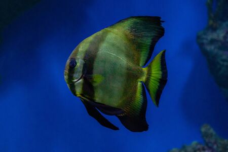 Circular Batfish (Platax orbicularis) beautiful fish in the aquariumの写真素材