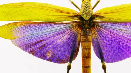 Titanacris albipes giant grasshopper with wings. close-up of a grasshopper on a white backgroundの写真素材