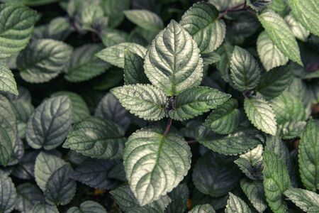 green Hemigraphis alternata plant in zooの写真素材