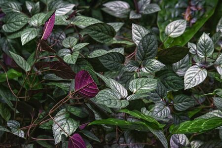 green Hemigraphis alternata plant in zooの写真素材