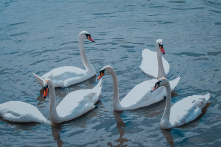 white swans in the lake