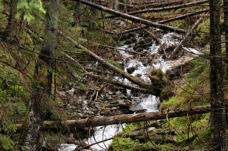 mountain river flowing through an untouched forest in the mountains
