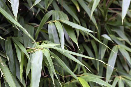 green leaves bamboo leaves close up.の写真素材