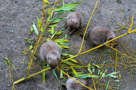 three mongooses nibble on fresh reeds.の写真素材