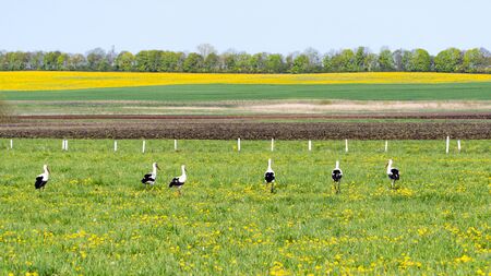 white stork on the field in spring.の写真素材