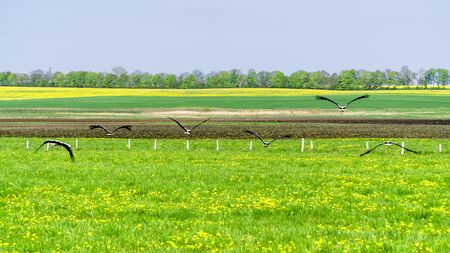 white stork on the field in spring.の写真素材