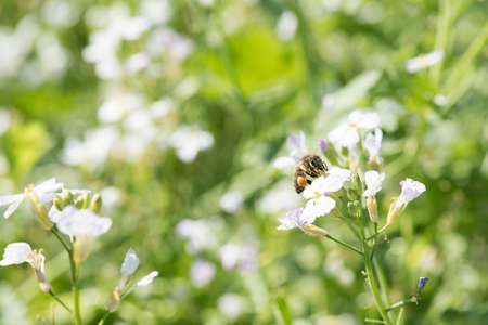 bee pollinates flowers in a honey fieldの写真素材