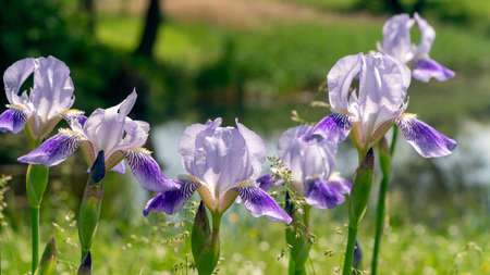 purple flowers irises close up in the gardenの写真素材