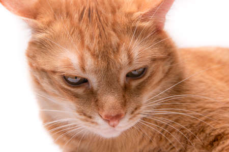 Head of a red cat on a white background close-upの写真素材