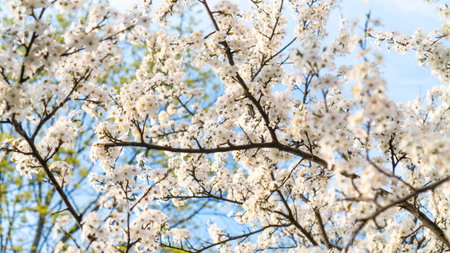 white cherry flowers bloom in spring