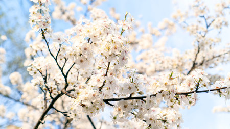 white cherry flowers bloom in spring