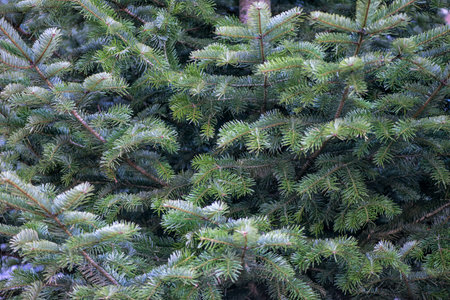 branches of the Christmas tree close-up