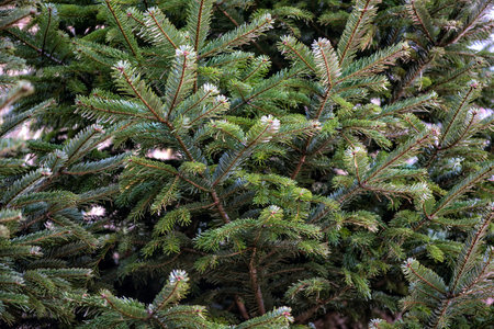 branches of the Christmas tree close-up