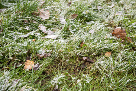 top view of the green icy grass