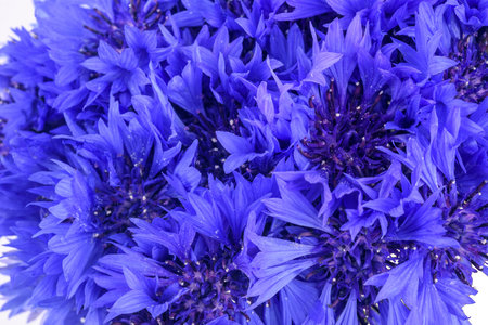 cornflowers background. blue flowers close-up