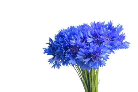 bouquet of blue cornflowers isolated on white backgroundの写真素材