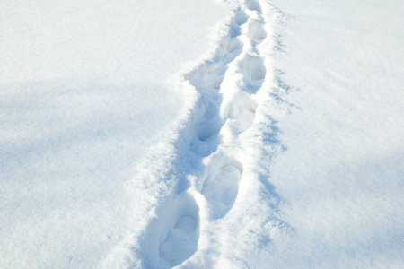 footprints in the snow. dearly through a winter field