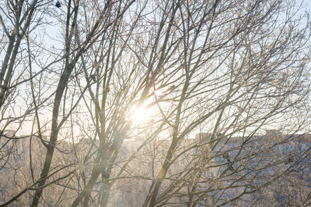 winter sun shines through the frozen tree branches