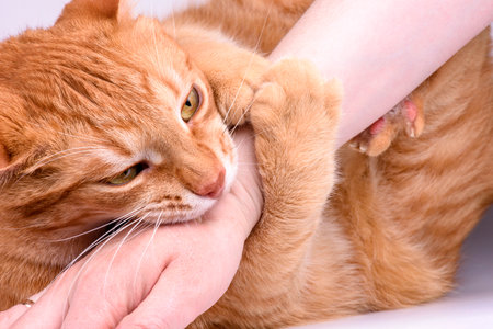 ginger cat gnaws hand close-upの写真素材