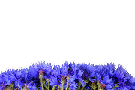 cornflowers isolated on white background on white background top viewの写真素材
