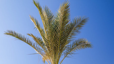 palms tree against the blue sky