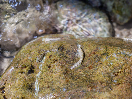 Barred mudskipper (Periophthalmus argentilineatus) in red sea