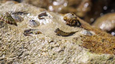 Barred mudskipper (Periophthalmus argentilineatus) in red sea