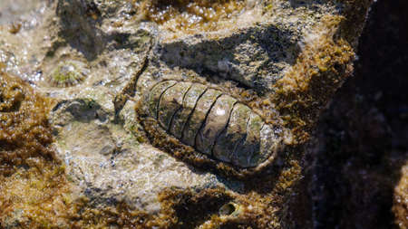 chiton in shallow water in the red sea sinai peninsulaの写真素材