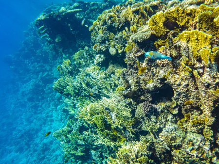 corals underwater. egypt underwater life of the red sea.