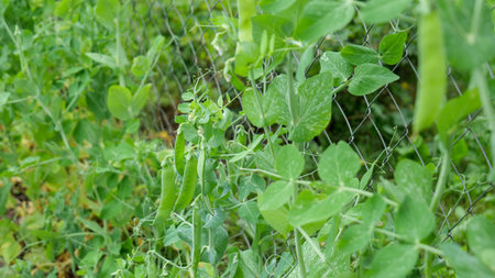 green pea pods on the farm.