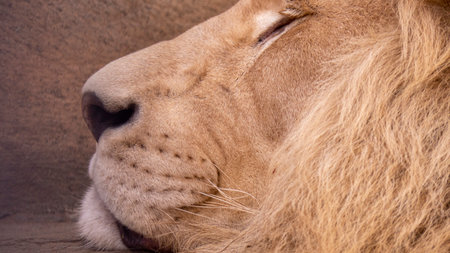 sleeping lion close-up. close-up of a lions headの写真素材