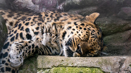 leopard close-up. sleeping big catの写真素材